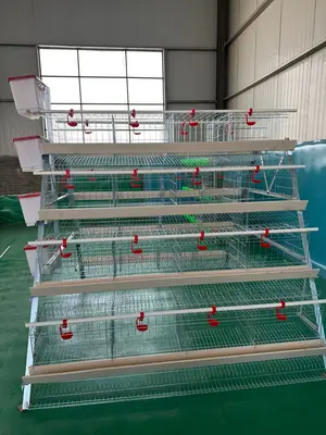 High Grade 96 Birds Capacity Hot Imported (20 Years)