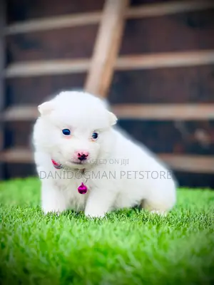 1-3 months Male Purebred American Eskimo