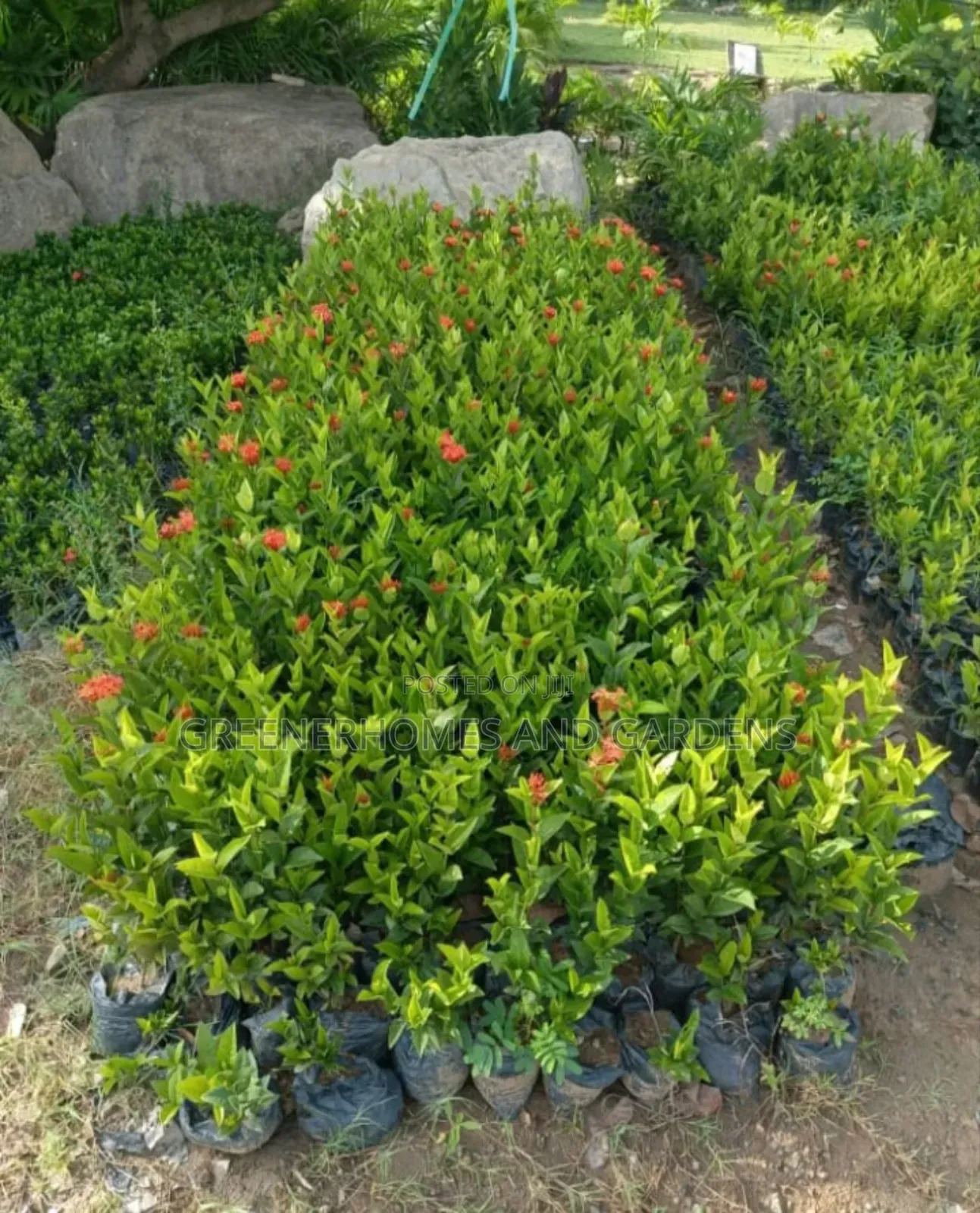Ixora Plants