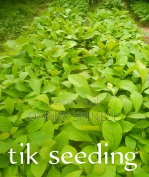Tik Seedlings