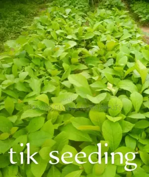 Tik Seedlings
