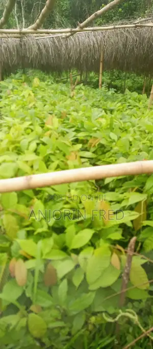 Cocoa Seedlings and Palm Trees Production