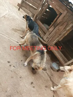1+ year Male Purebred German Shepherd