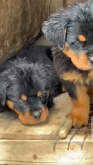 1-3 months Female Purebred Rottweiler