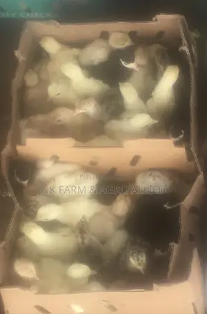 Quality Healthy Day Old Local Foreign Turkey Available