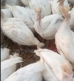 4 To 6weeks Old Fully Vaccinated Hybrid Foreign Turkey