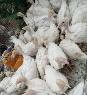 4 To 6weeks Old Fully Vaccinated Hybrid Foreign Turkey