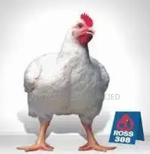 6wks Old Broiler Available