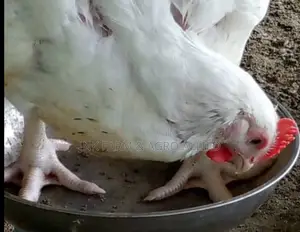 6wks Old Broiler Available