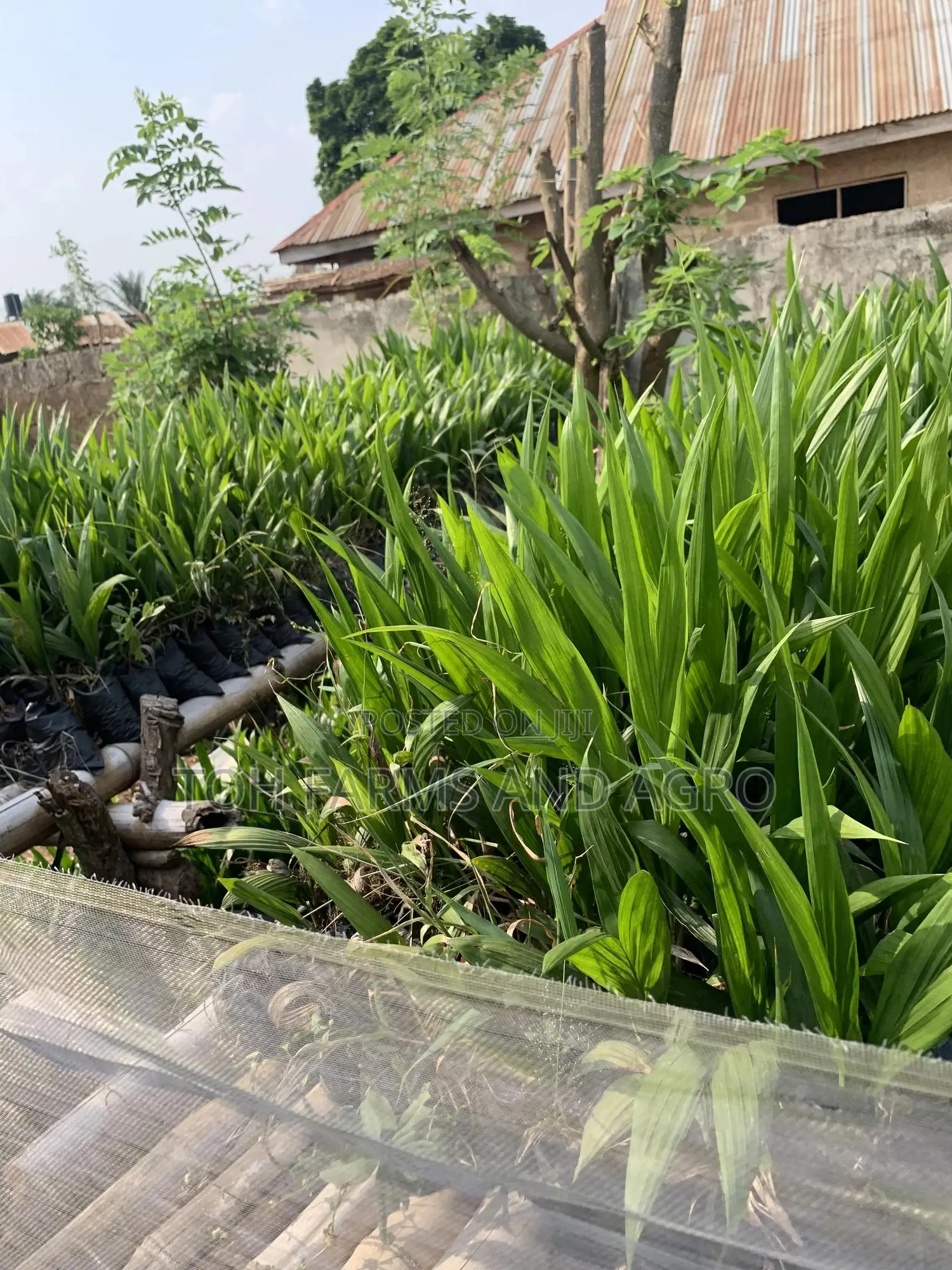Tenera Oil Palm 9month Old Seedlings