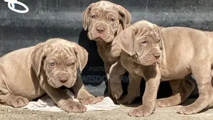 1-3 months Male Purebred Neapolitan Mastiff