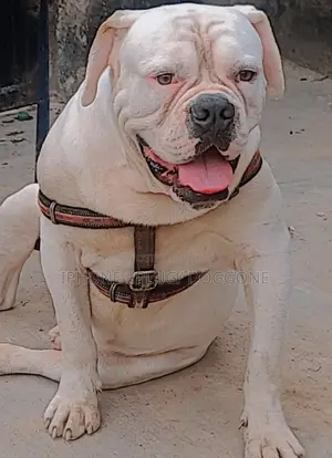 1+ year Male Purebred Bulldog