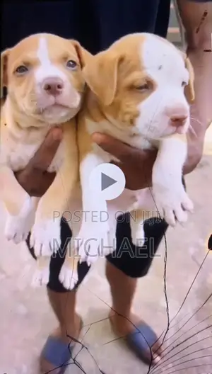 Photo - 1-3 months Male Purebred American Pit Bull Terrier