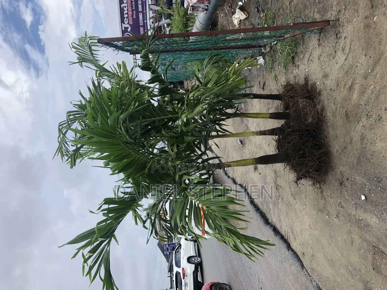 Big Queens Palm for Sell