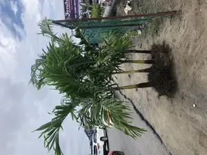 Big Queens Palm for Sell