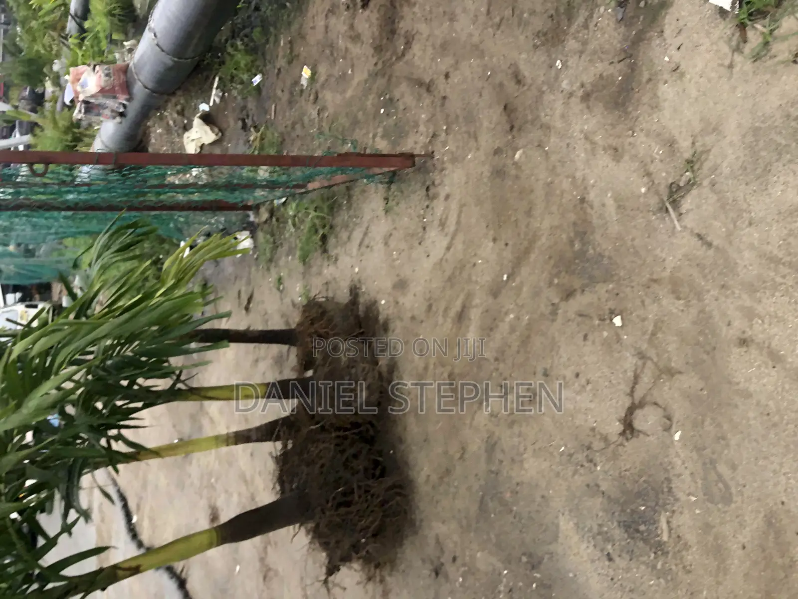 Big Queens Palm for Sell