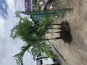 Big Queens Palm for Sell