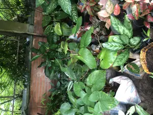 Indoor Flower for Sell