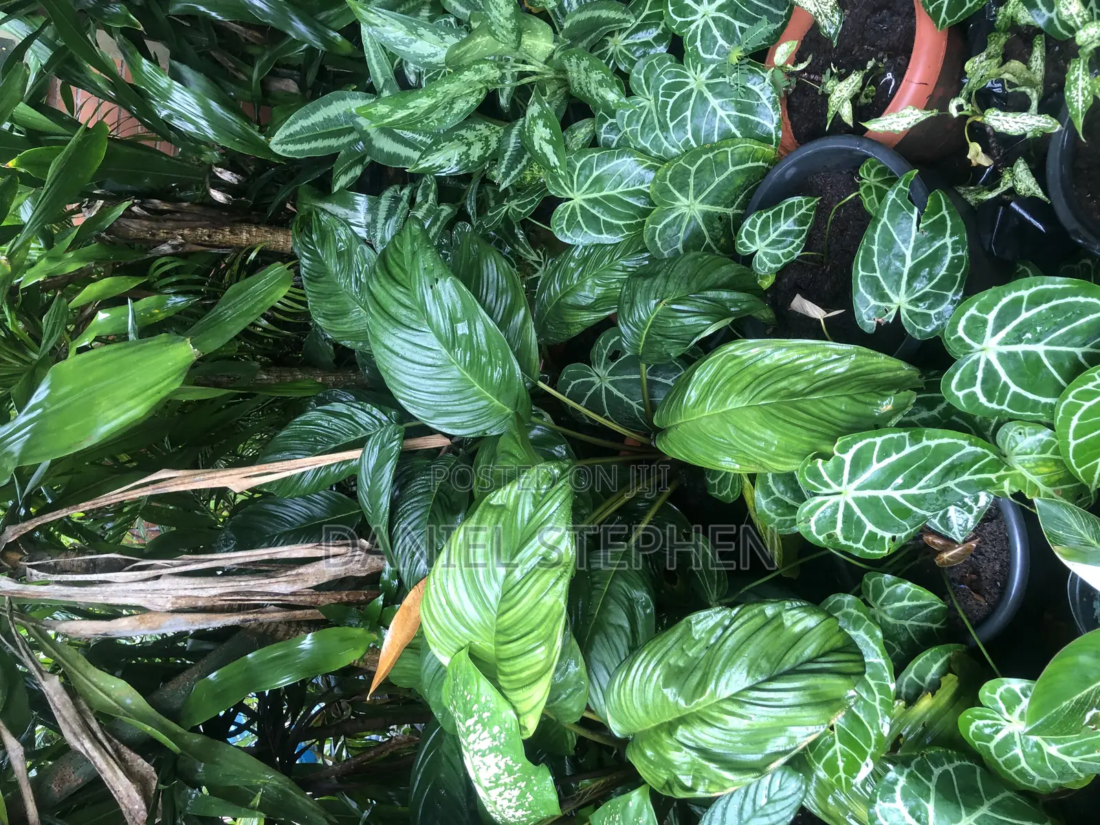 Indoor Flower for Sell