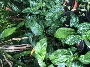 Indoor Flower for Sell
