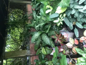 Indoor Flower for Sell