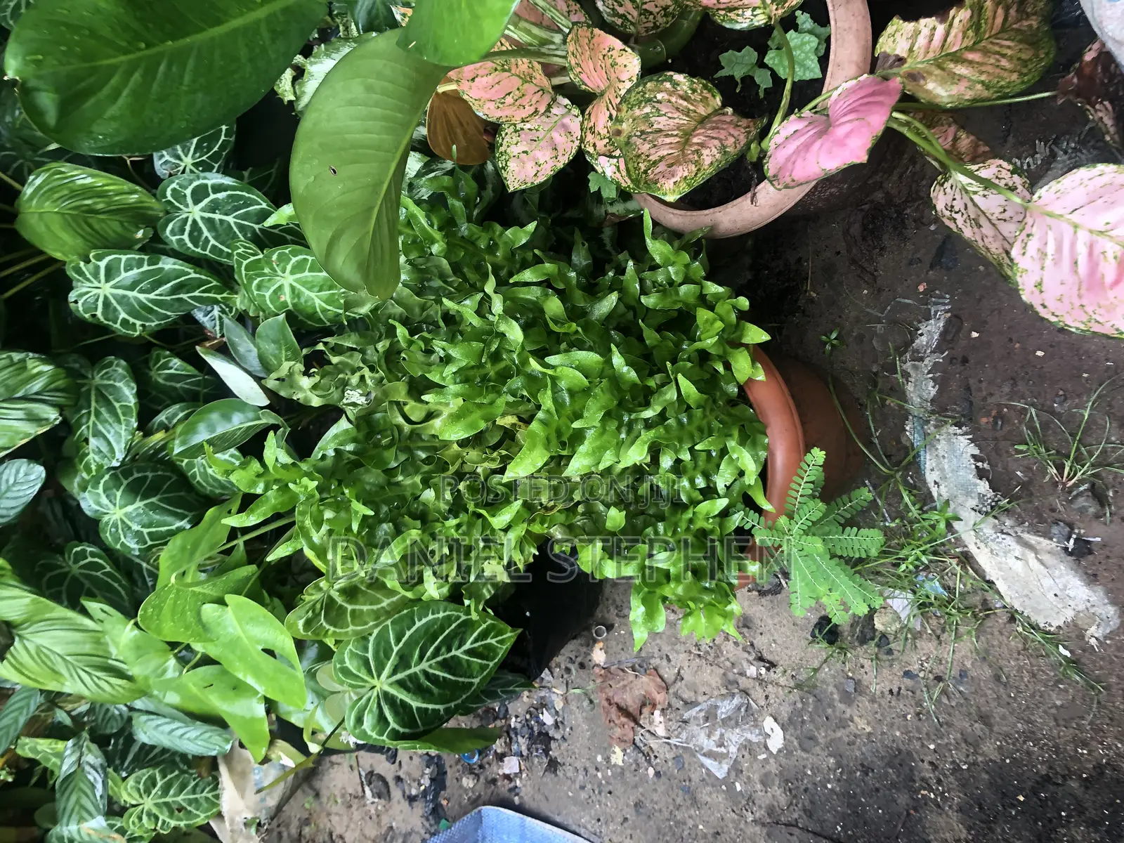 Indoor Flower for Sell