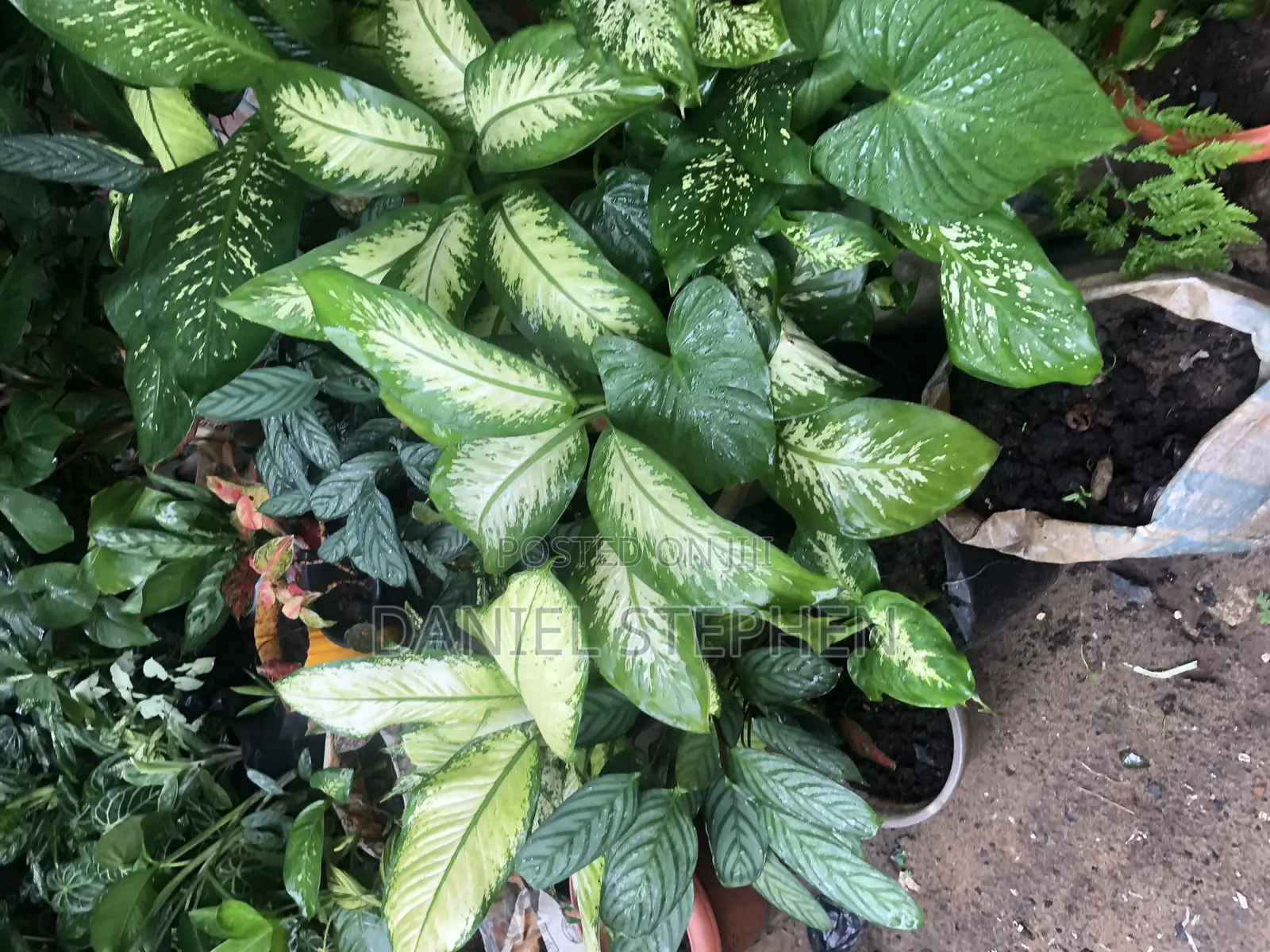 Indoor Flower for Sell