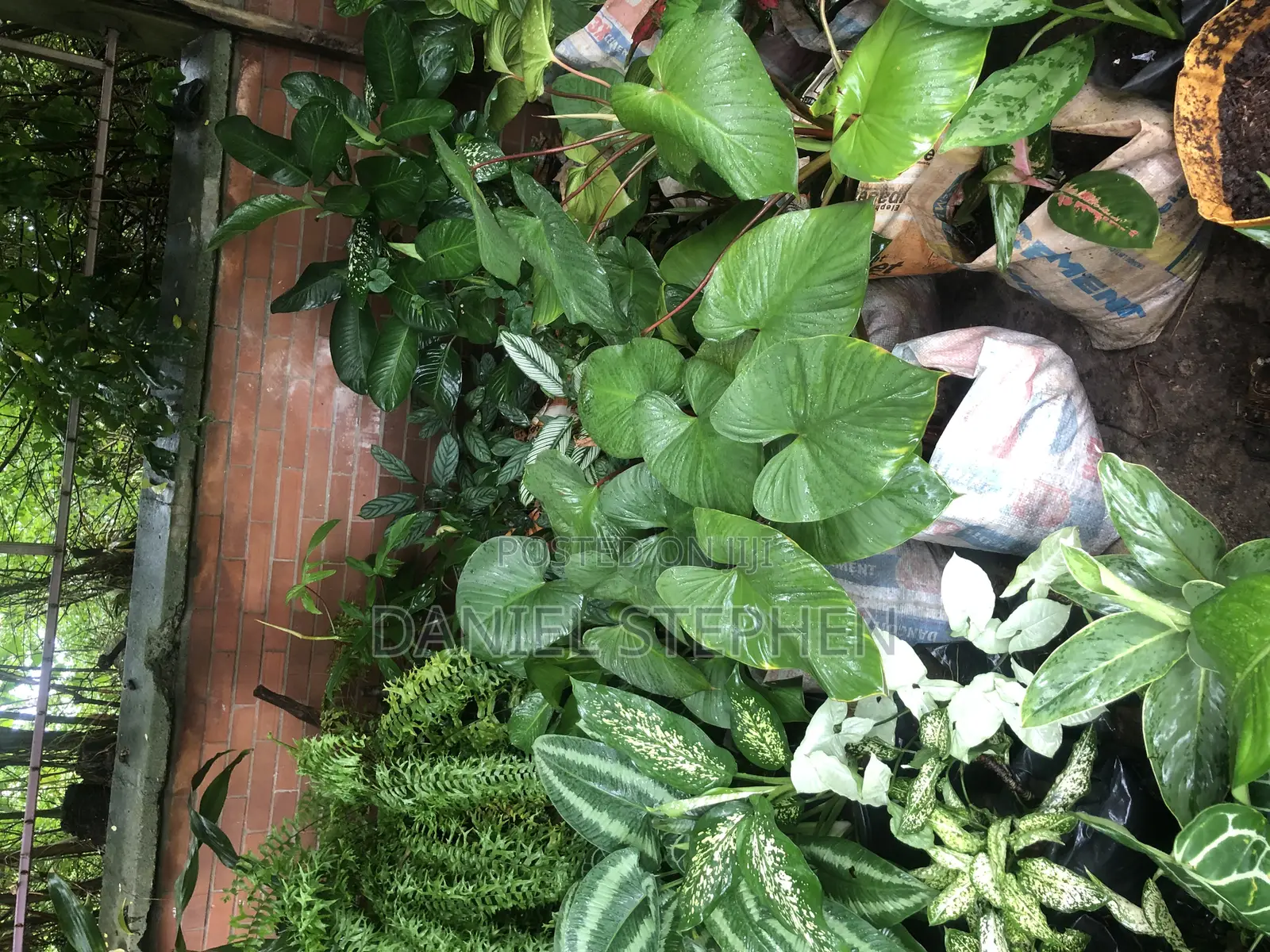 Indoor Flower for Sell
