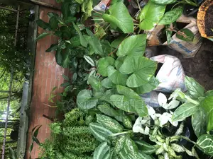 Indoor Flower for Sell
