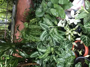Indoor Flower for Sell