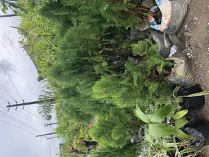 Thuja for Sell