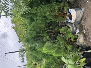 Thuja for Sell