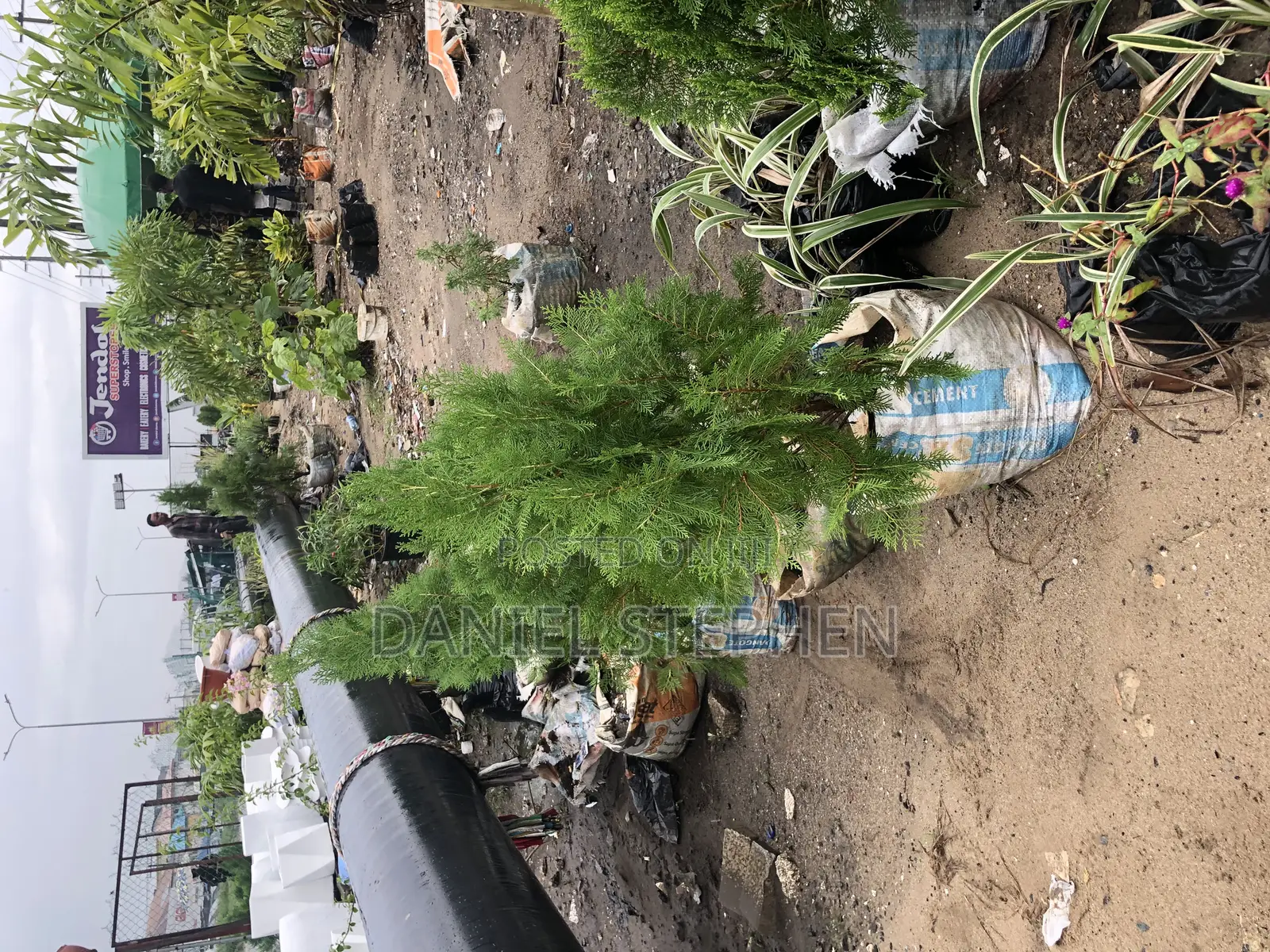 Thuja for Sell