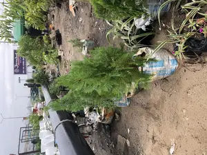 Thuja for Sell