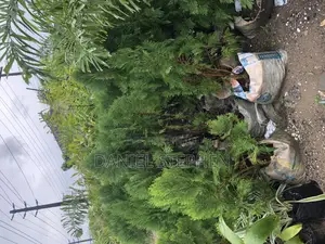 Thuja for Sell