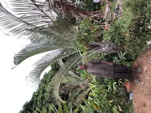 15 Feet Full Mature Triangle Palm Very Big