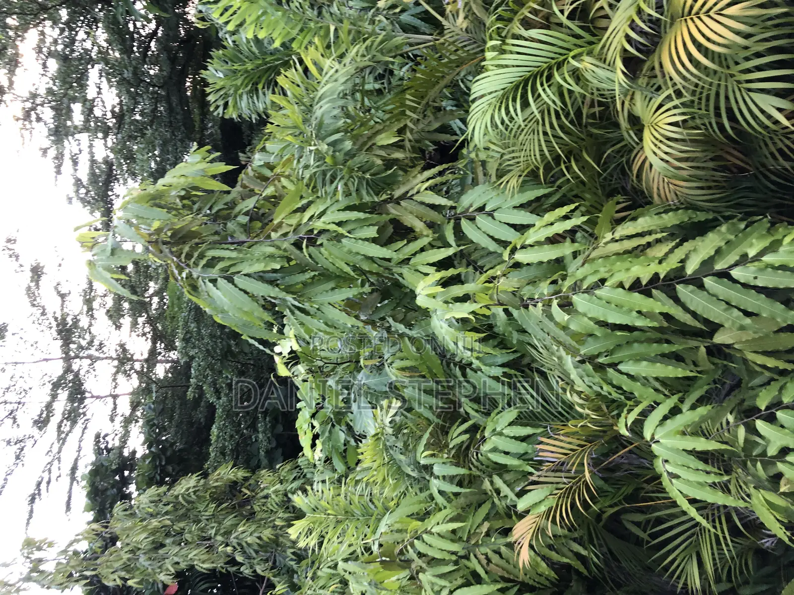 10 Feet Plus Masquerade Tree