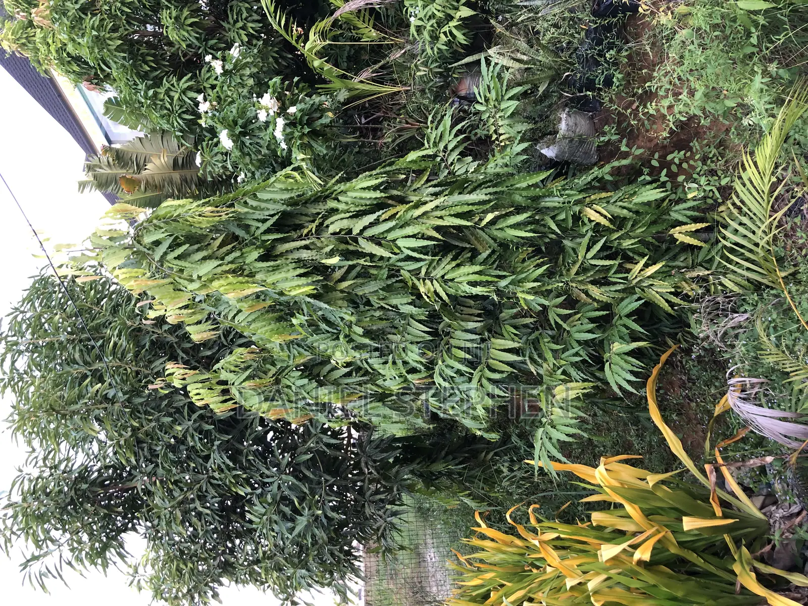 10 Feet Plus Masquerade Tree