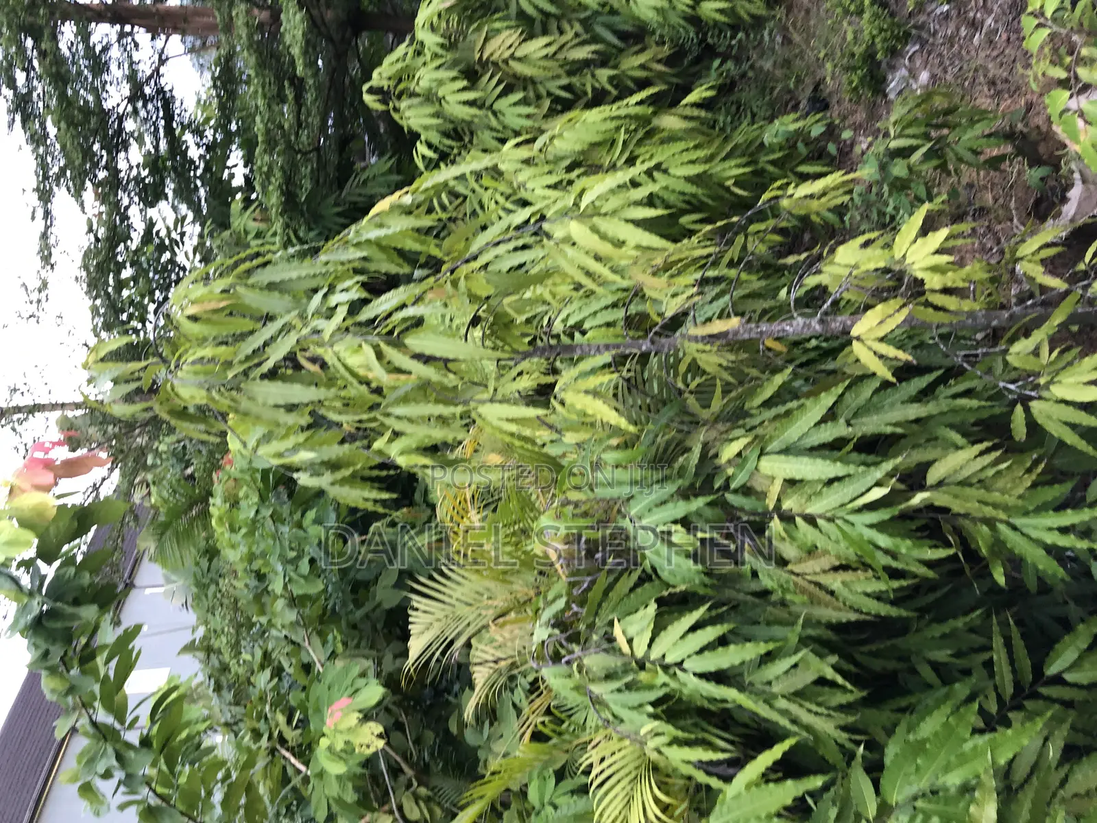 10 Feet Plus Masquerade Tree