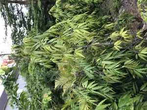 10 Feet Plus Masquerade Tree