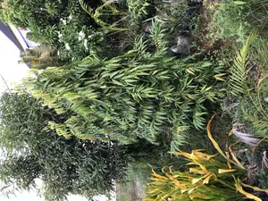 10 Feet Plus Masquerade Tree