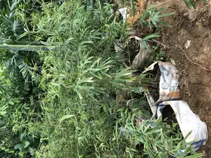 Baby Bamboo for Sell