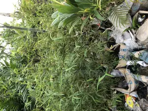 Baby Bamboo for Sell