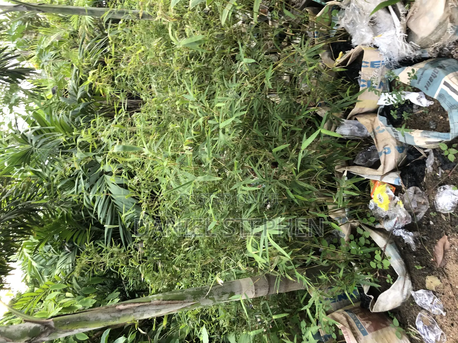Baby Bamboo for Sell