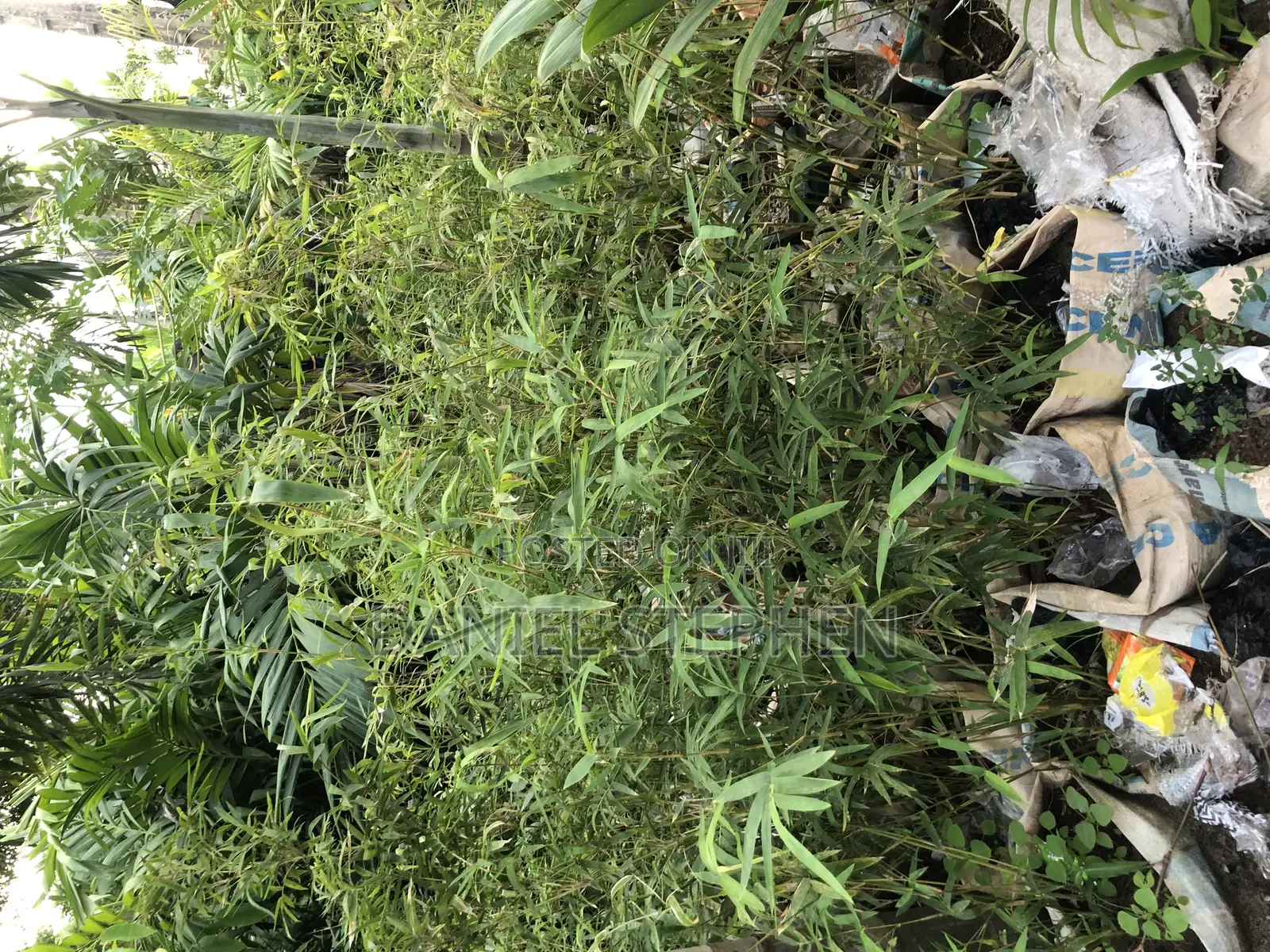 Baby Bamboo for Sell