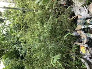 Baby Bamboo for Sell