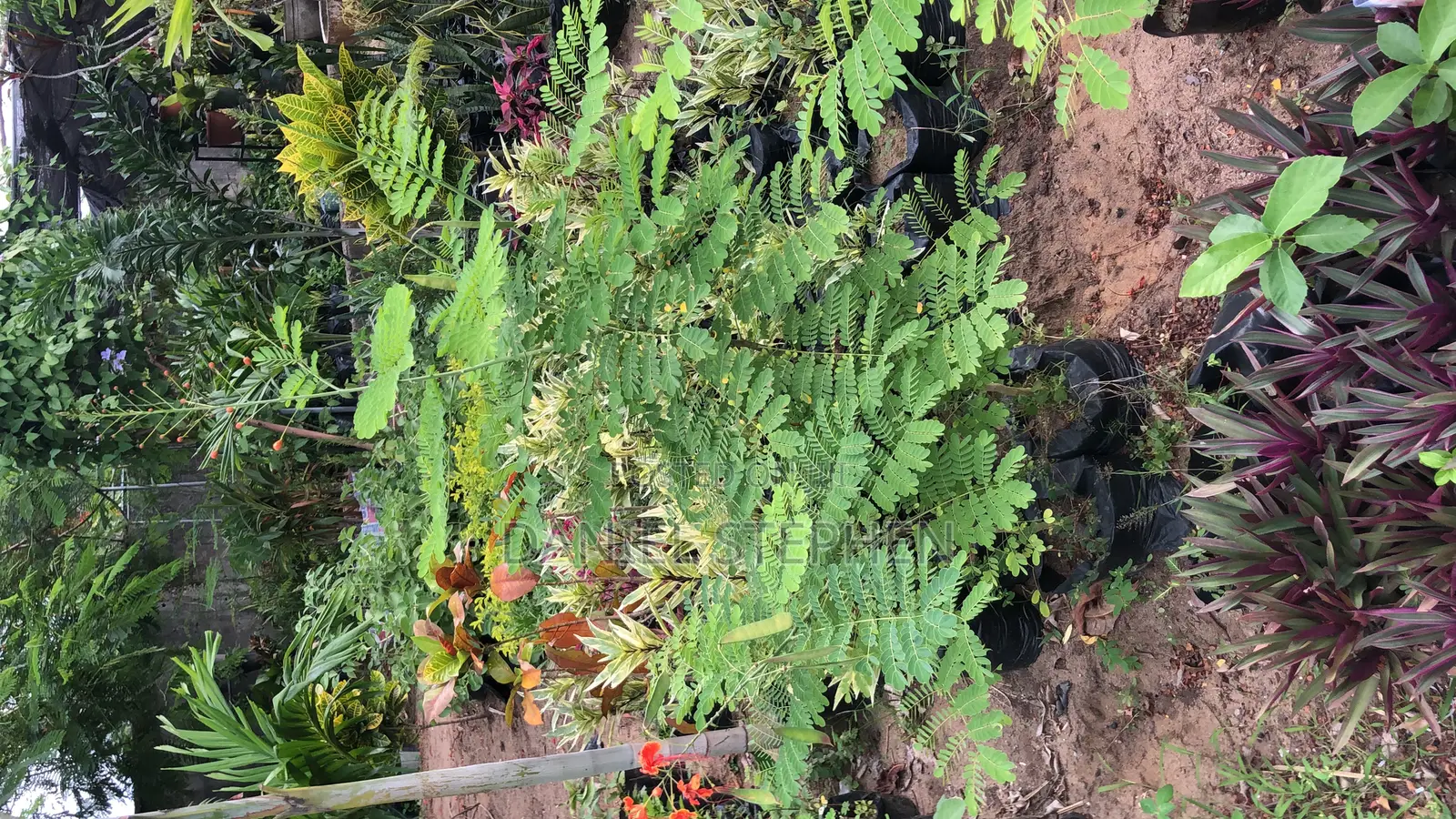 Pride of Barbados