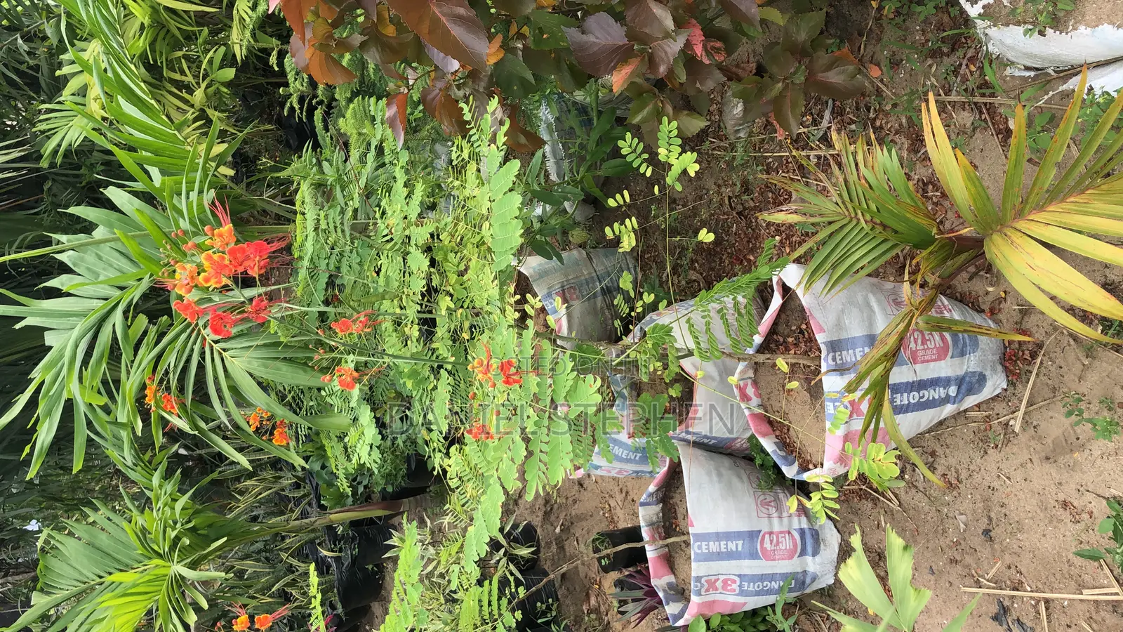 Pride of Barbados