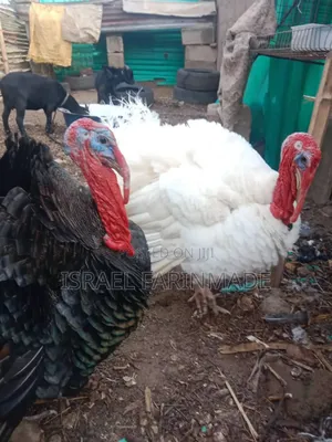 Turkey for Sale