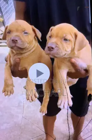 Photo - 1-3 months Male Purebred American Pit Bull Terrier